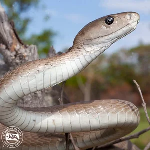 The 5 Most Venomous Snakes on Earth: Vietnam's Deadly Species Revealed - image 2
