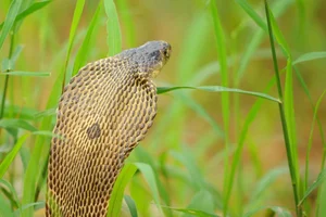 The 5 Most Venomous Snakes on Earth: Vietnam's Deadly Species Revealed - image 7