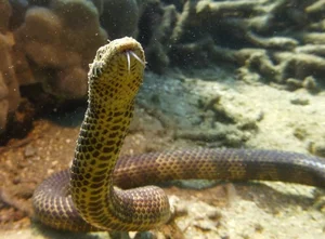 The 5 Most Venomous Snakes on Earth: Vietnam's Deadly Species Revealed - image 4