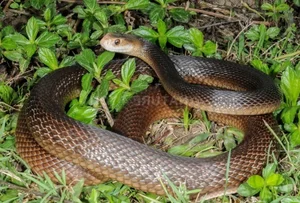 The 5 Most Venomous Snakes on Earth: Vietnam's Deadly Species Revealed - image 3