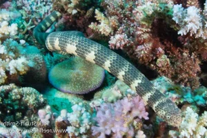 The 5 Most Venomous Snakes on Earth: Vietnam's Deadly Species Revealed - image 0