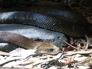 The 5 Most Venomous Snakes on Earth: Vietnam's Deadly Species Revealed - image 6