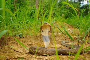 The 5 Most Venomous Snakes on Earth: Vietnam's Deadly Species Revealed - image 5