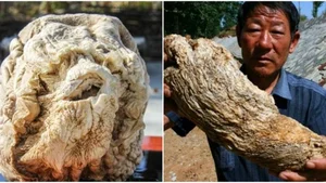 Lucky Farmer Strikes It Rich Overnight After Unearthing Rare Treasure - image 1