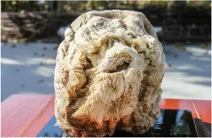 Lucky Farmer Strikes It Rich Overnight After Unearthing Rare Treasure - image 6