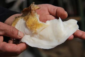 Lucky Farmer Strikes It Rich Overnight After Unearthing Rare Treasure - image 0