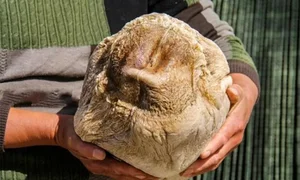 Lucky Farmer Strikes It Rich Overnight After Unearthing Rare Treasure - image 2