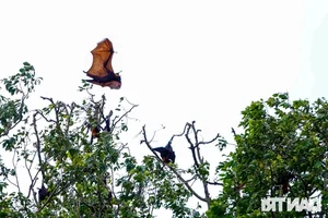 Ancient Mekong Delta Pagodas Serving as Sacred Sanctuaries for Bats and Birds - image 6