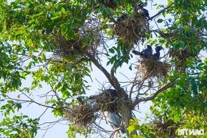 Ancient Mekong Delta Pagodas Serving as Sacred Sanctuaries for Bats and Birds - image 10
