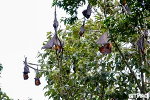 Ancient Mekong Delta Pagodas Serving as Sacred Sanctuaries for Bats and Birds - image 1