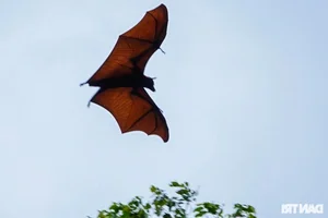 Ancient Mekong Delta Pagodas Serving as Sacred Sanctuaries for Bats and Birds - image 2