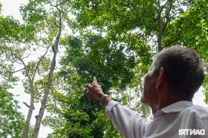 Ancient Mekong Delta Pagodas Serving as Sacred Sanctuaries for Bats and Birds - image 8