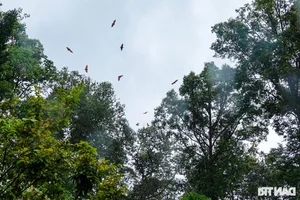 Ancient Mekong Delta Pagodas Serving as Sacred Sanctuaries for Bats and Birds - image 9