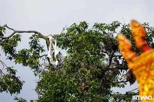 Ancient Mekong Delta Pagodas Serving as Sacred Sanctuaries for Bats and Birds - image 5