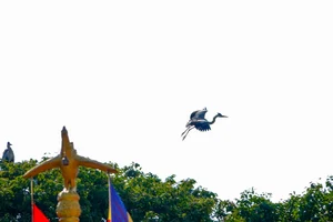 Ancient Mekong Delta Pagodas Serving as Sacred Sanctuaries for Bats and Birds - image 11