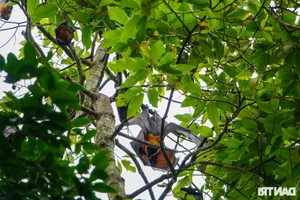 Ancient Mekong Delta Pagodas Serving as Sacred Sanctuaries for Bats and Birds - image 7