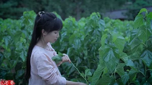 Hidden Moments of Li Ziqi: The 'Pastoral Queen' and the Challenges Behind Her Perfect Content - image 2