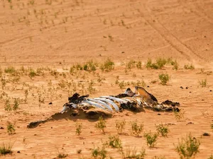Is Earth Entering the Sixth Mass Extinction Event? - image 2