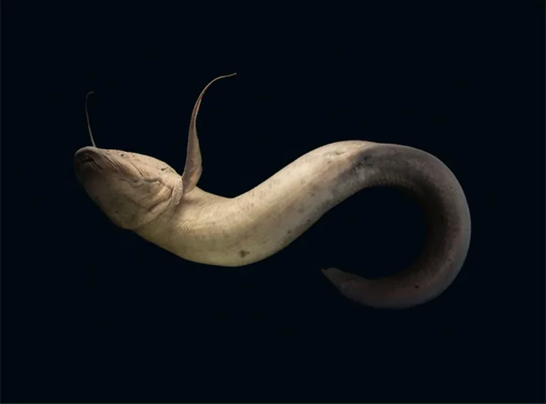 Surviving Extreme Environments: The Mysterious Life of Earth's Most Resilient Fish