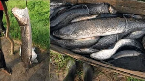 Surviving Extreme Environments: The Mysterious Life of Earth's Most Resilient Fish - image 4
