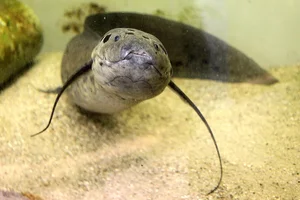 Surviving Extreme Environments: The Mysterious Life of Earth's Most Resilient Fish - image 3