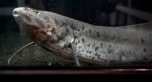Surviving Extreme Environments: The Mysterious Life of Earth's Most Resilient Fish - image 6