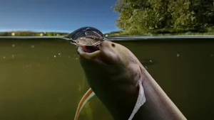 Surviving Extreme Environments: The Mysterious Life of Earth's Most Resilient Fish - image 7