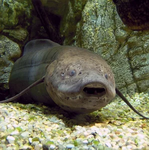 Surviving Extreme Environments: The Mysterious Life of Earth's Most Resilient Fish - image 1