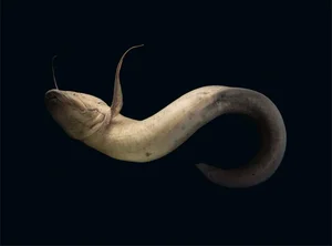 Surviving Extreme Environments: The Mysterious Life of Earth's Most Resilient Fish - image 0