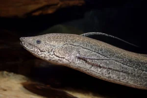 Surviving Extreme Environments: The Mysterious Life of Earth's Most Resilient Fish - image 5