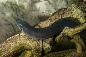 Surviving Extreme Environments: The Mysterious Life of Earth's Most Resilient Fish - image 2