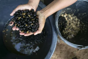 Natural Treasures: Animal Byproducts That Are Worth More Than Gold - image 3