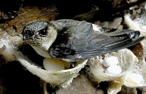 Natural Treasures: Animal Byproducts That Are Worth More Than Gold - image 2