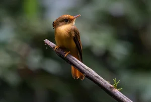 Natural Treasures: Animal Byproducts That Are Worth More Than Gold - image 4
