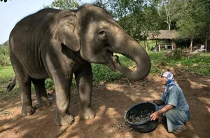 Natural Treasures: Animal Byproducts That Are Worth More Than Gold - image 1