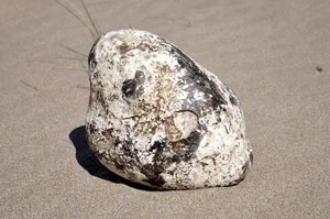 Natural Treasures: Animal Byproducts That Are Worth More Than Gold - image 6