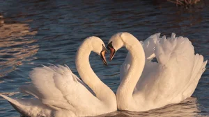 Cute and Romantic Couple Love Wallpapers for Mobile and PC - image 44