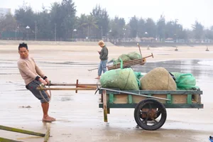 Early Morning Vibrancy: The Bustling Seafood Market at Cua Lo Beach - image 2
