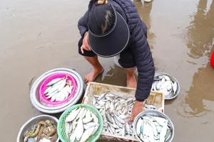 Early Morning Vibrancy: The Bustling Seafood Market at Cua Lo Beach - image 4