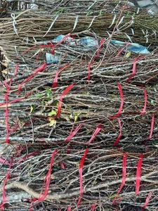 Wild Plums From the Forest Become a Viral Online Market Sensation - image 2