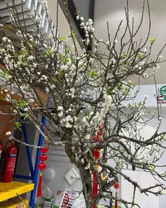 Wild Plums From the Forest Become a Viral Online Market Sensation - image 0
