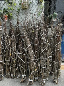 Wild Plums From the Forest Become a Viral Online Market Sensation - image 7