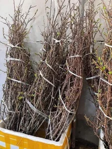 Wild Plums From the Forest Become a Viral Online Market Sensation - image 3