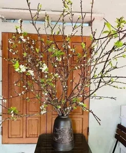 Wild Plums From the Forest Become a Viral Online Market Sensation - image 1