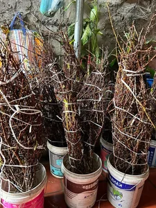 Wild Plums From the Forest Become a Viral Online Market Sensation - image 8