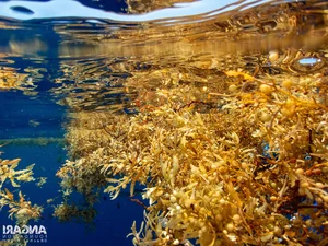 The Golden Forest of the Ocean: A Sailor's Haunting Maritime Mystery - image 3