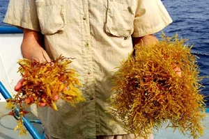 The Golden Forest of the Ocean: A Sailor's Haunting Maritime Mystery - image 6