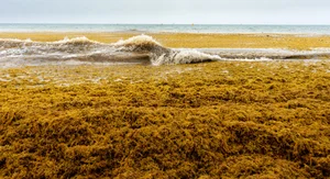 The Golden Forest of the Ocean: A Sailor's Haunting Maritime Mystery - image 7