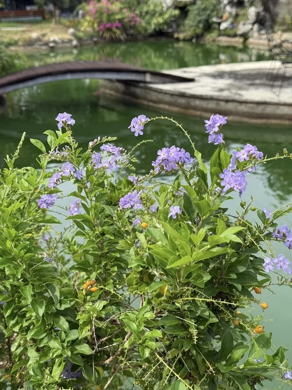 Inside My Tam's Thousand-Square-Meter Garden and Farm