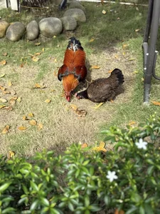 Inside My Tam's Thousand-Square-Meter Garden and Farm - image 4